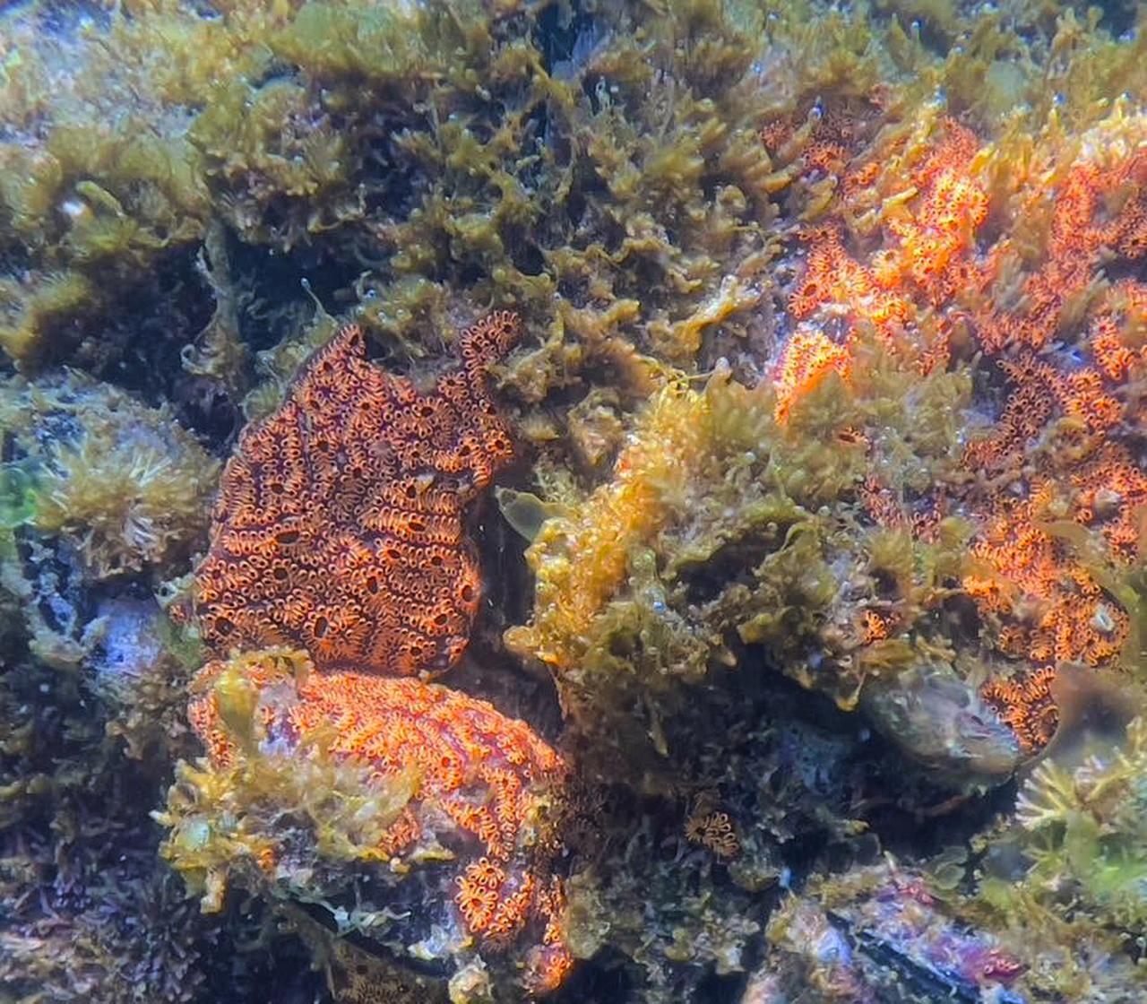 Il fascino nascosto di Botryllus, il nostro inaspettato parente